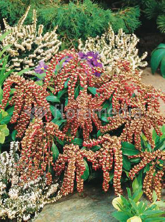 Pieris japoński 'Valley Valentine' Pieris japonica