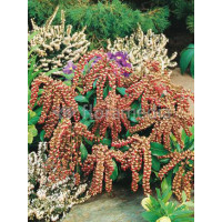 Pieris japoński 'Valley Valentine' Pieris japonica