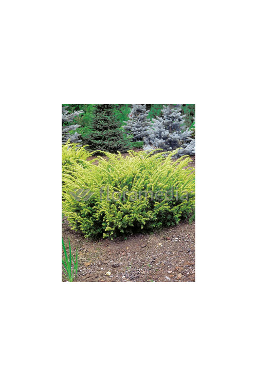 Cis pospolity 'Elegantissima' Taxus baccata