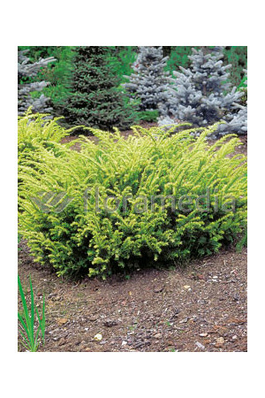 Cis pospolity 'Elegantissima' Taxus baccata