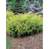 Cis pospolity 'Elegantissima' Taxus baccata