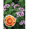 pelargonia zapachowa, pelargonia pomarańczowa