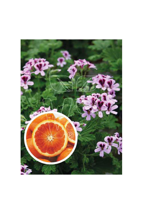 pelargonia zapachowa, pelargonia pomarańczowa