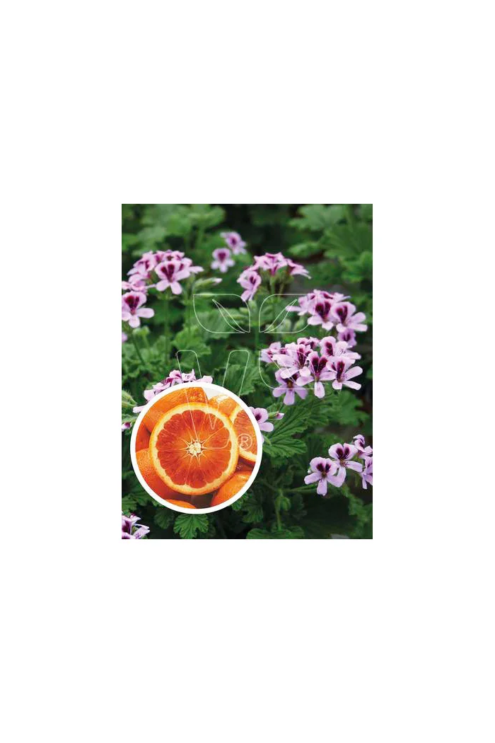 pelargonia zapachowa, pelargonia pomarańczowa