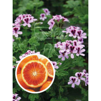 pelargonia zapachowa, pelargonia pomarańczowa