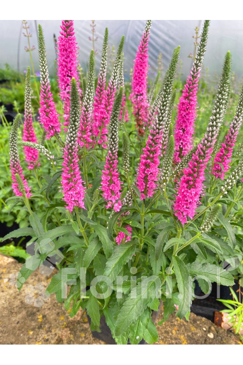 Przetacznik kłosowy 'Anne' | Veronica spicata