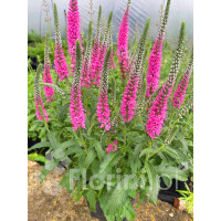 Przetacznik kłosowy 'Anne' | Veronica spicata