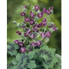 Bodziszek żałobny 'Samobor' | Geranium phaeum
