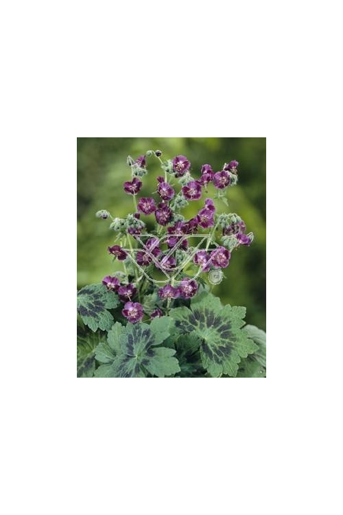 Bodziszek żałobny 'Samobor' | Geranium phaeum