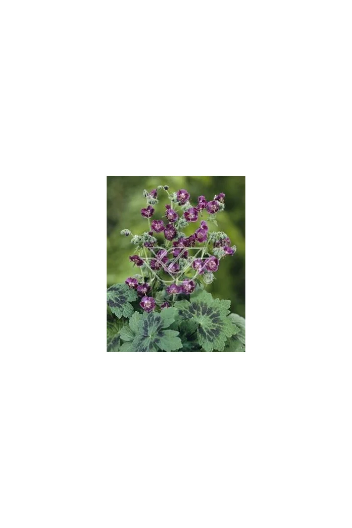 Bodziszek żałobny 'Samobor' | Geranium phaeum