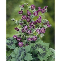 Bodziszek żałobny 'Samobor' | Geranium phaeum