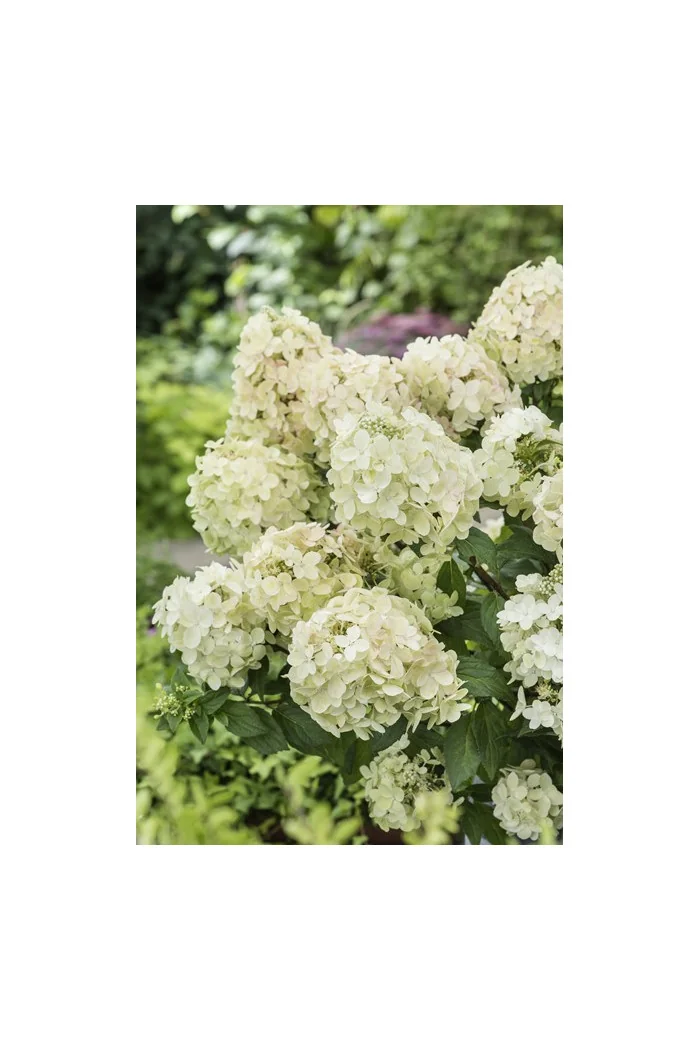 Hortensja bukietowa 'Petite Star' | Hydrangea paniculata