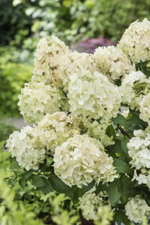 Hortensja bukietowa 'Petite Star' | Hydrangea paniculata