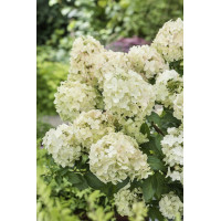Hortensja bukietowa 'Petite Star' | Hydrangea paniculata