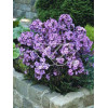 Floks wiechowaty 'Blue Paradise' | Phlox panniculata