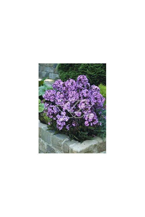 Floks wiechowaty 'Blue Paradise' | Phlox panniculata