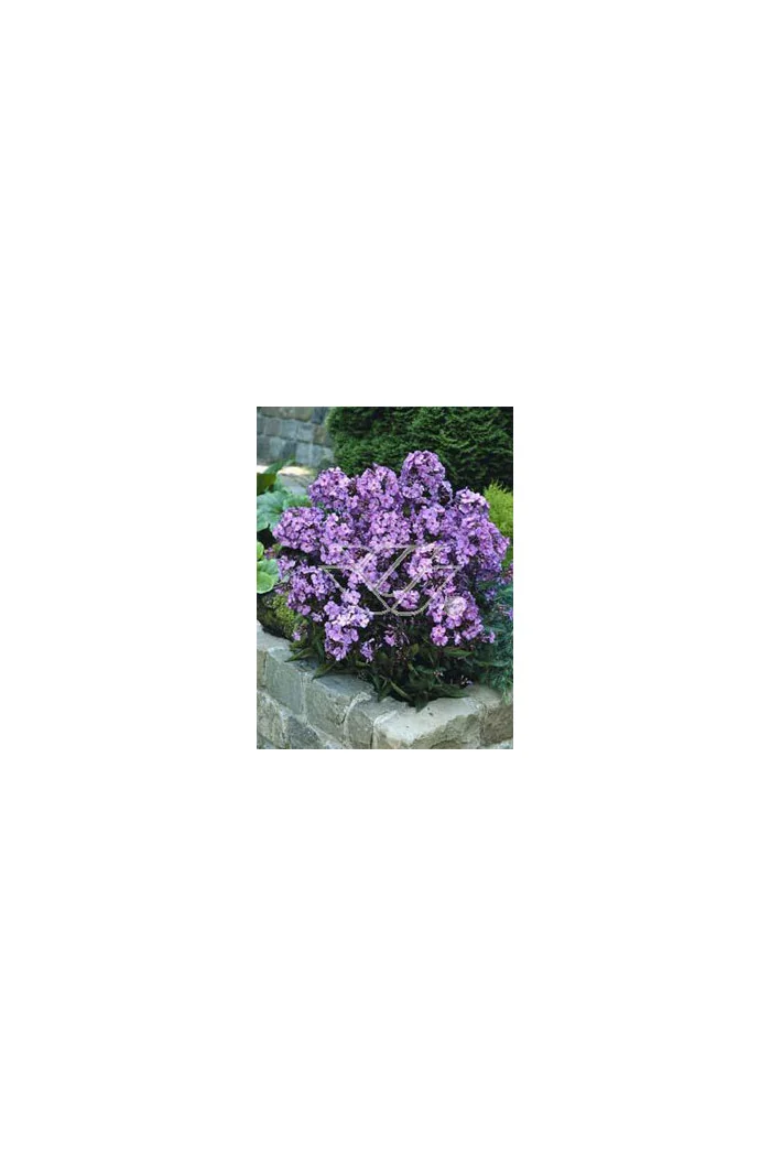 Floks wiechowaty 'Blue Paradise' | Phlox panniculata