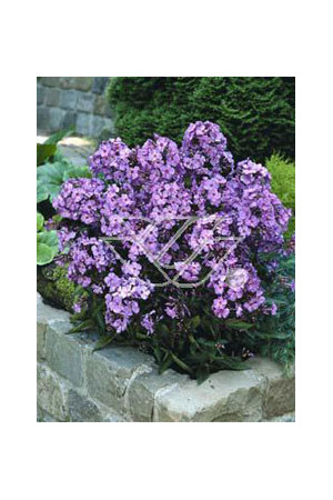 Floks wiechowaty 'Blue Paradise' | Phlox panniculata