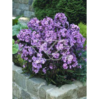 Floks wiechowaty 'Blue Paradise' | Phlox panniculata