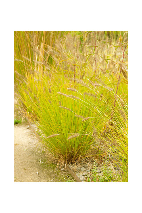 Rozplenica japońska 'Hameln Gold' | Pennisetum alopecuroides