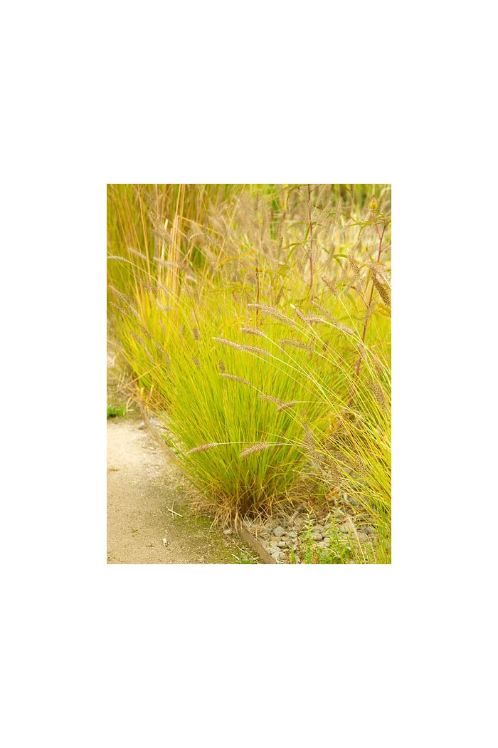 Rozplenica japońska 'Hameln Gold' | Pennisetum alopecuroides