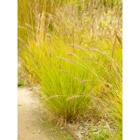Rozplenica japońska 'Hameln Gold' | Pennisetum alopecuroides