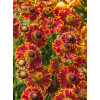 Dzielżan jesienny 'Bandera'| Helenium autumnale