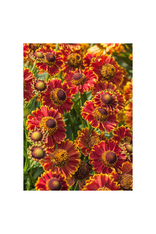 Dzielżan jesienny 'Bandera'| Helenium autumnale