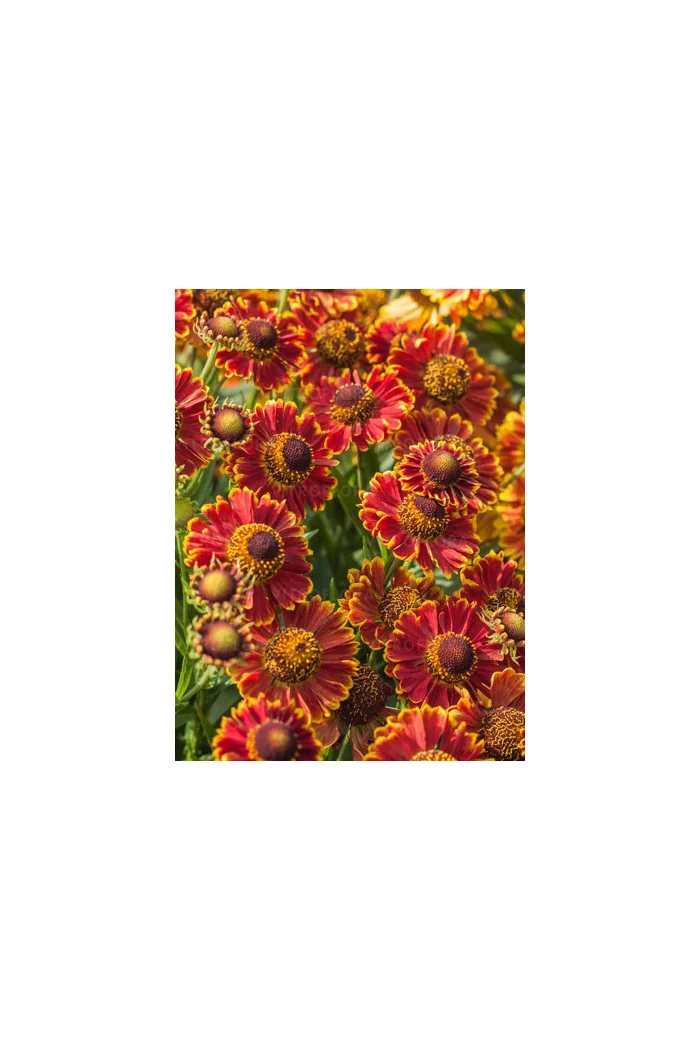 Dzielżan jesienny 'Bandera'| Helenium autumnale