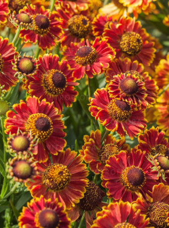 Dzielżan jesienny 'Bandera'| Helenium autumnale