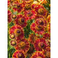 Dzielżan jesienny 'Bandera'| Helenium autumnale