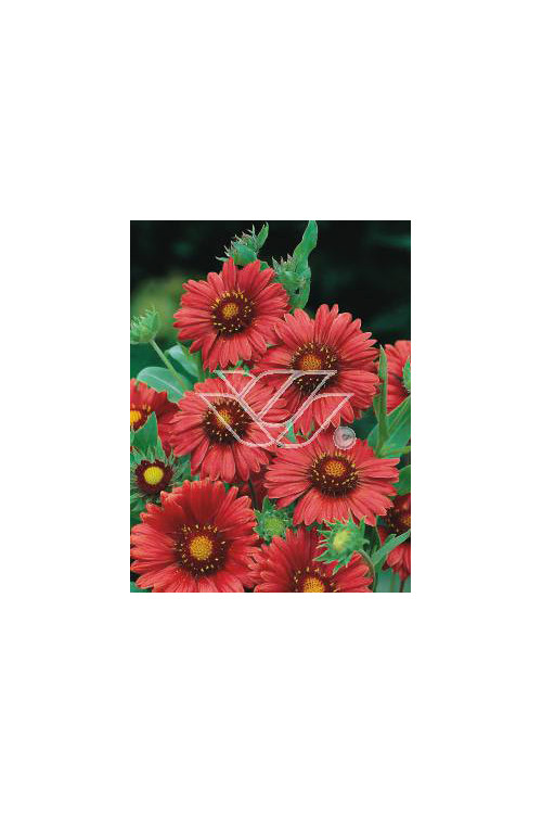 gailardia, gailardia burgunder, gaillardia