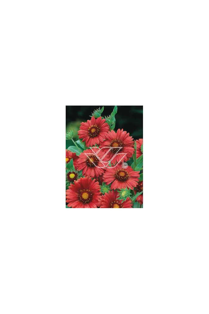 gailardia, gailardia burgunder, gaillardia