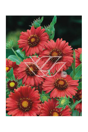 gailardia, gailardia burgunder, gaillardia