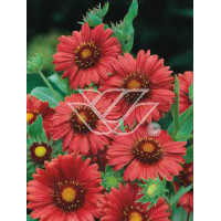 gailardia, gailardia burgunder, gaillardia