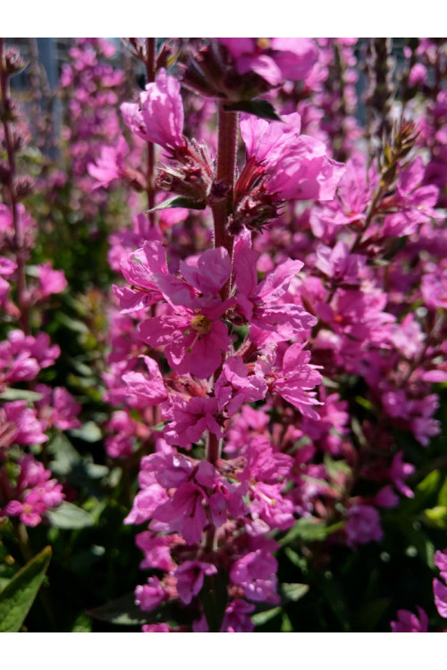 Krwawnica pospolita 'Pink Blush' | Lythrum salicaria