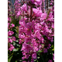 Krwawnica pospolita 'Pink Blush' | Lythrum salicaria