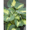 Funkia 'Dream Weaver' Hosta