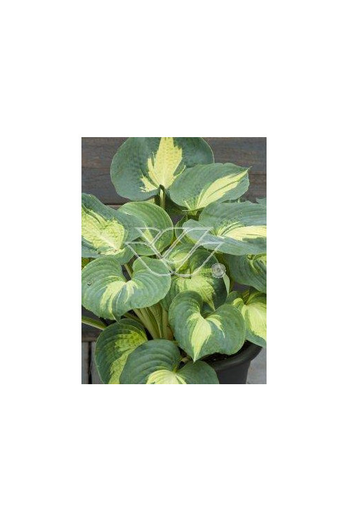 Funkia 'Dream Weaver' Hosta