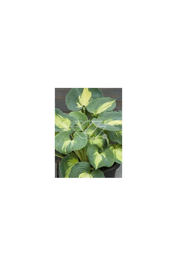 Funkia 'Dream Weaver' Hosta