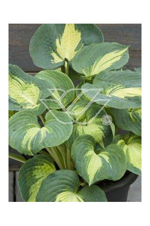 Funkia 'Dream Weaver' Hosta