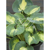 Funkia 'Dream Weaver' Hosta