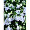 Dzwonek drobny 'Elizabeth Oliver' | Campanula cochleariifolia
