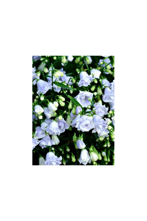 Dzwonek drobny 'Elizabeth Oliver' | Campanula cochleariifolia