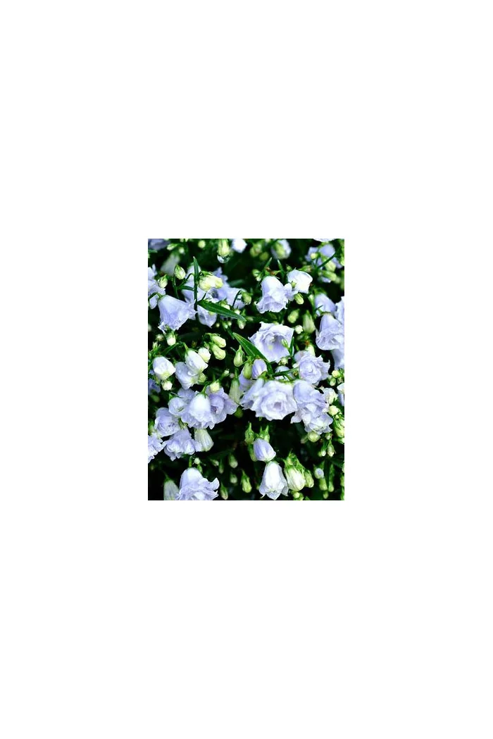 Dzwonek drobny 'Elizabeth Oliver' | Campanula cochleariifolia