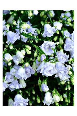 Dzwonek drobny 'Elizabeth Oliver' | Campanula cochleariifolia