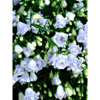 Dzwonek drobny 'Elizabeth Oliver' | Campanula cochleariifolia