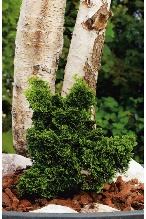 Cyprysik tępołuskowy 'Nana Gracilis' | Chamaecyparis obtusa