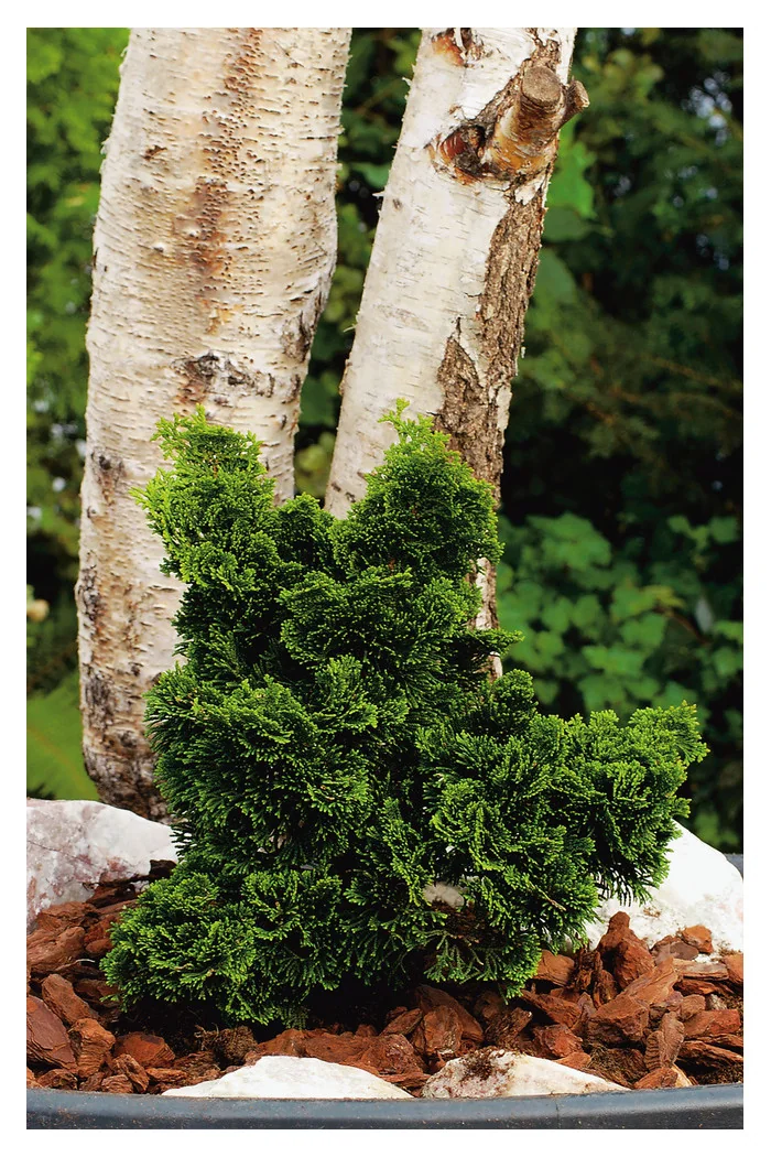 Cyprysik tępołuskowy 'Nana Gracilis' | Chamaecyparis obtusa