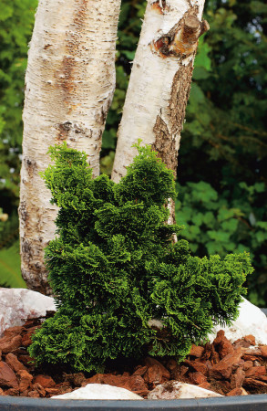 Cyprysik tępołuskowy 'Nana Gracilis' | Chamaecyparis obtusa